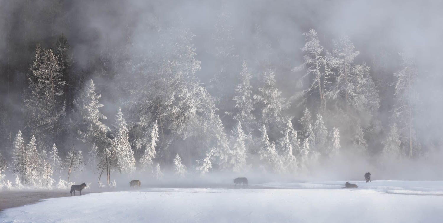 Winter Wonder - Images from Yellowstone in Winter 2024